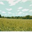 Neil Brigham, summer meadow